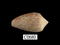 藏品(織錦芋螺)的圖片